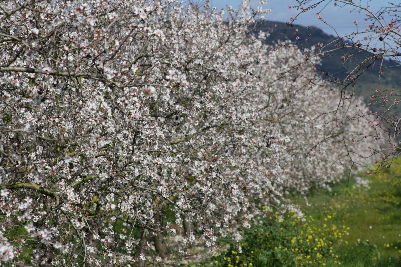 138 Finca Els Olivers Et1083 By Mallorca Charme Alcudia  Bagian luar foto
