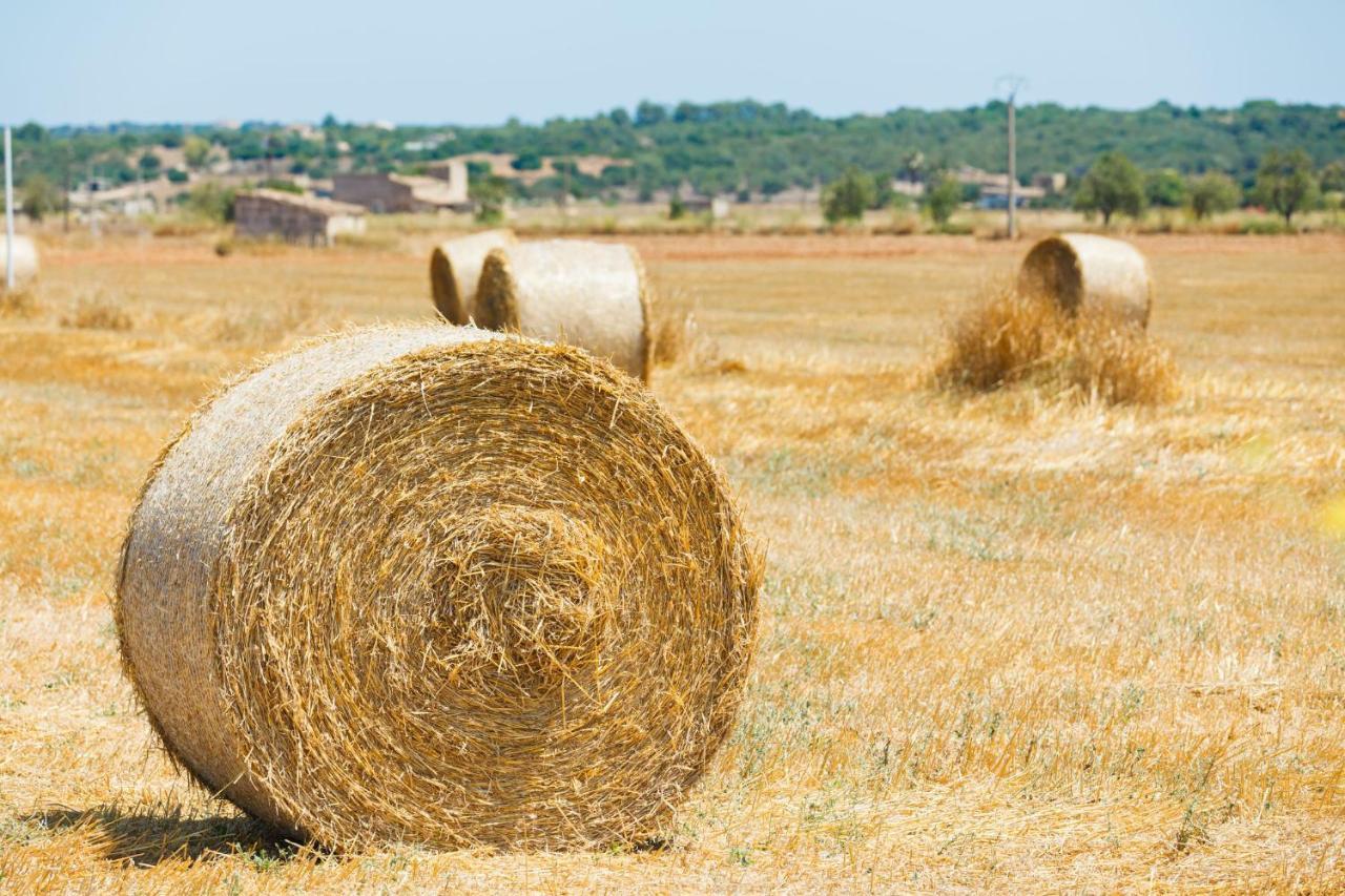 138 Finca Els Olivers Et1083 By Mallorca Charme Alcudia  Bagian luar foto